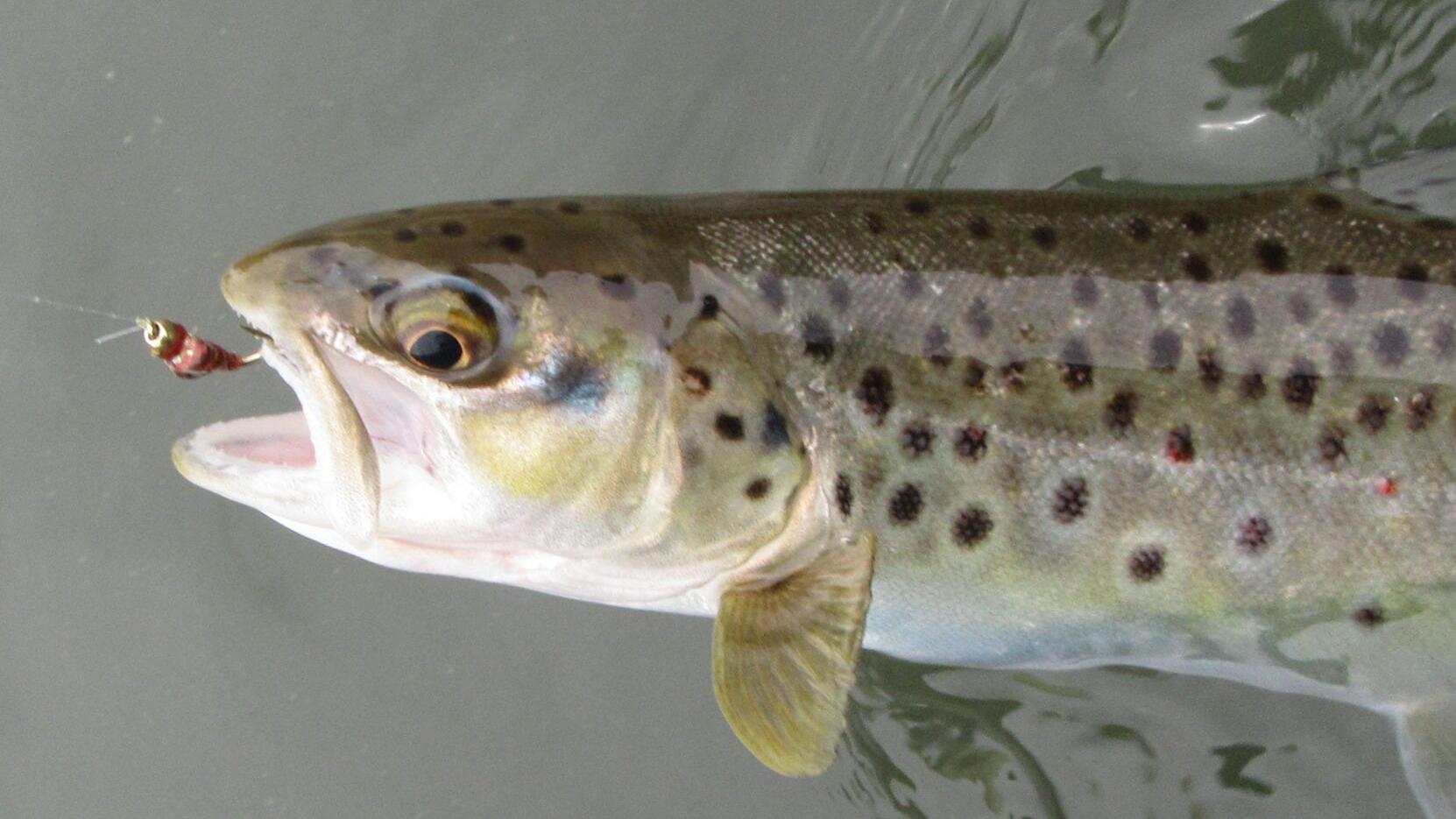 Some ideas on how to have success fly fishing